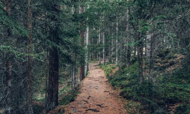 A hiking trail through pine woods.